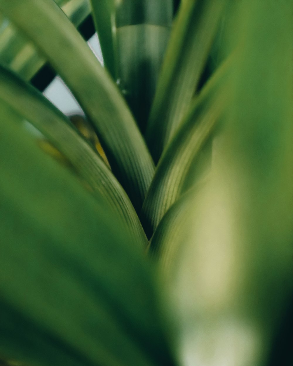 a close up of a green plant with leaves