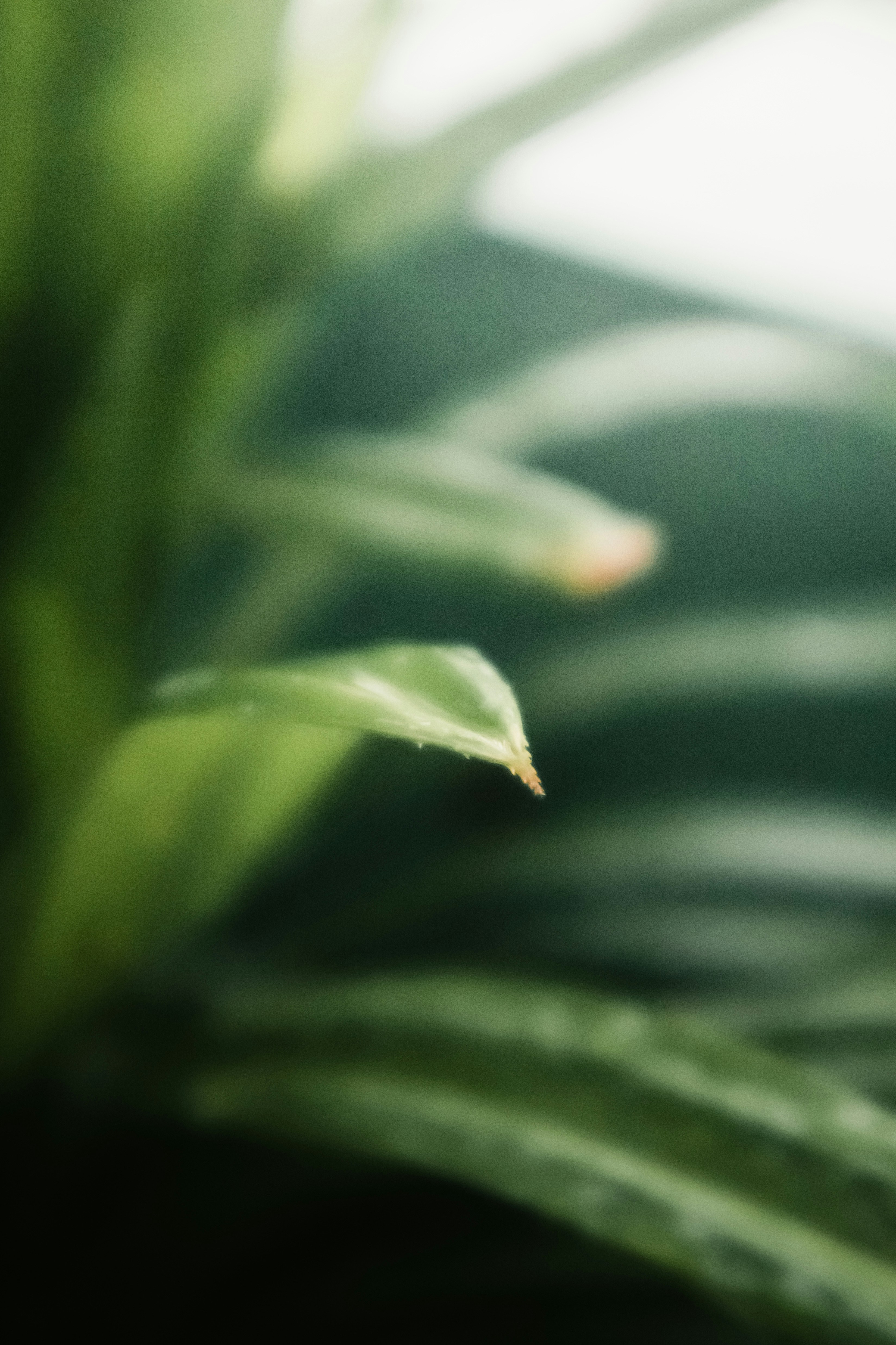 Photo by tareq_hasan