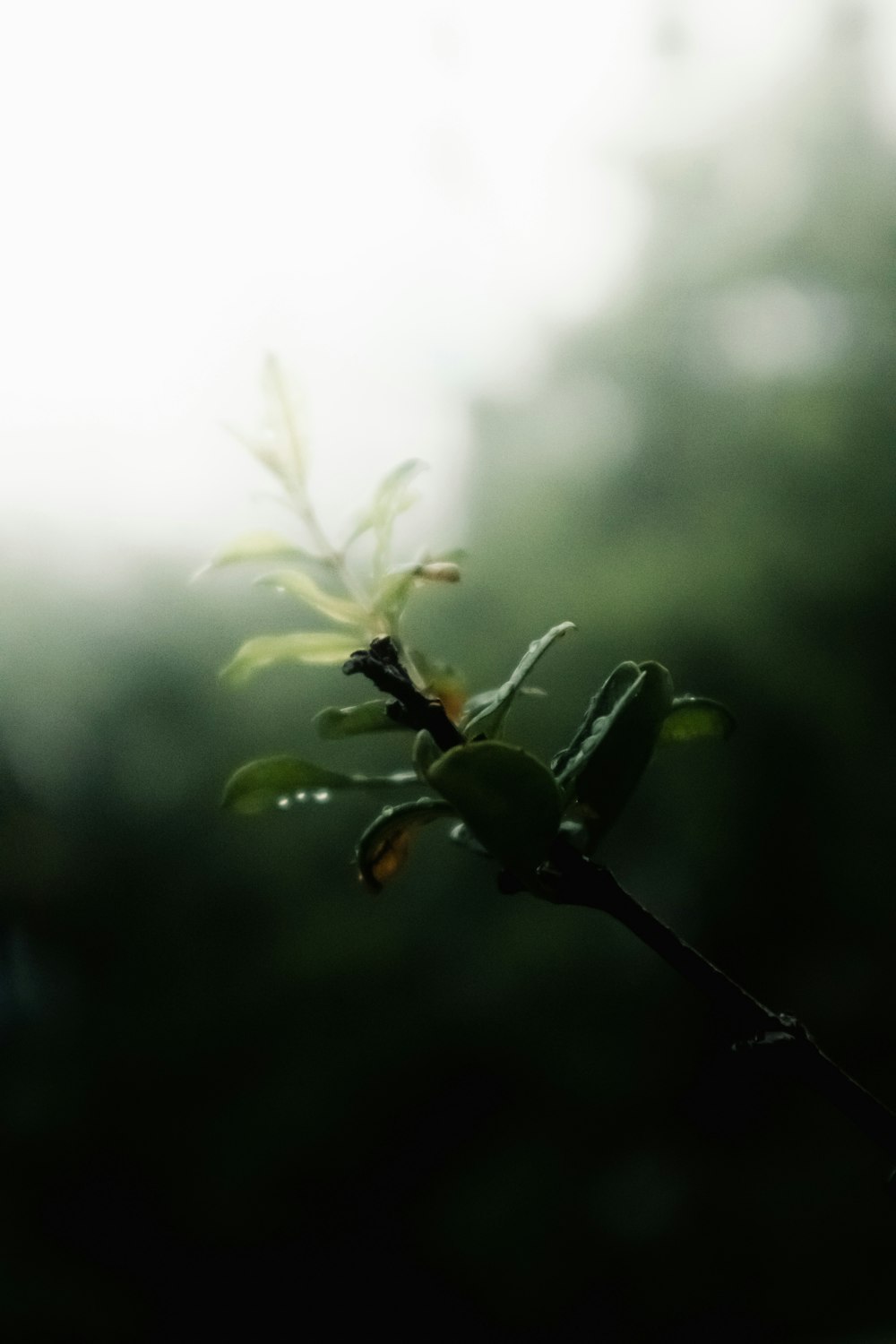 a tree branch with leaves and a blurry background
