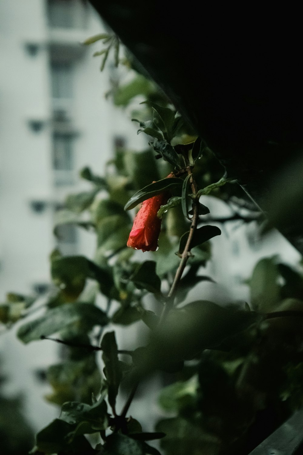 a red flower on a tree in front of a building