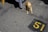 A small brown dog wearing a yellow harness sits on a paved ground marked with the number 51. Shadow of a person and striped fabric can be seen on the left side.