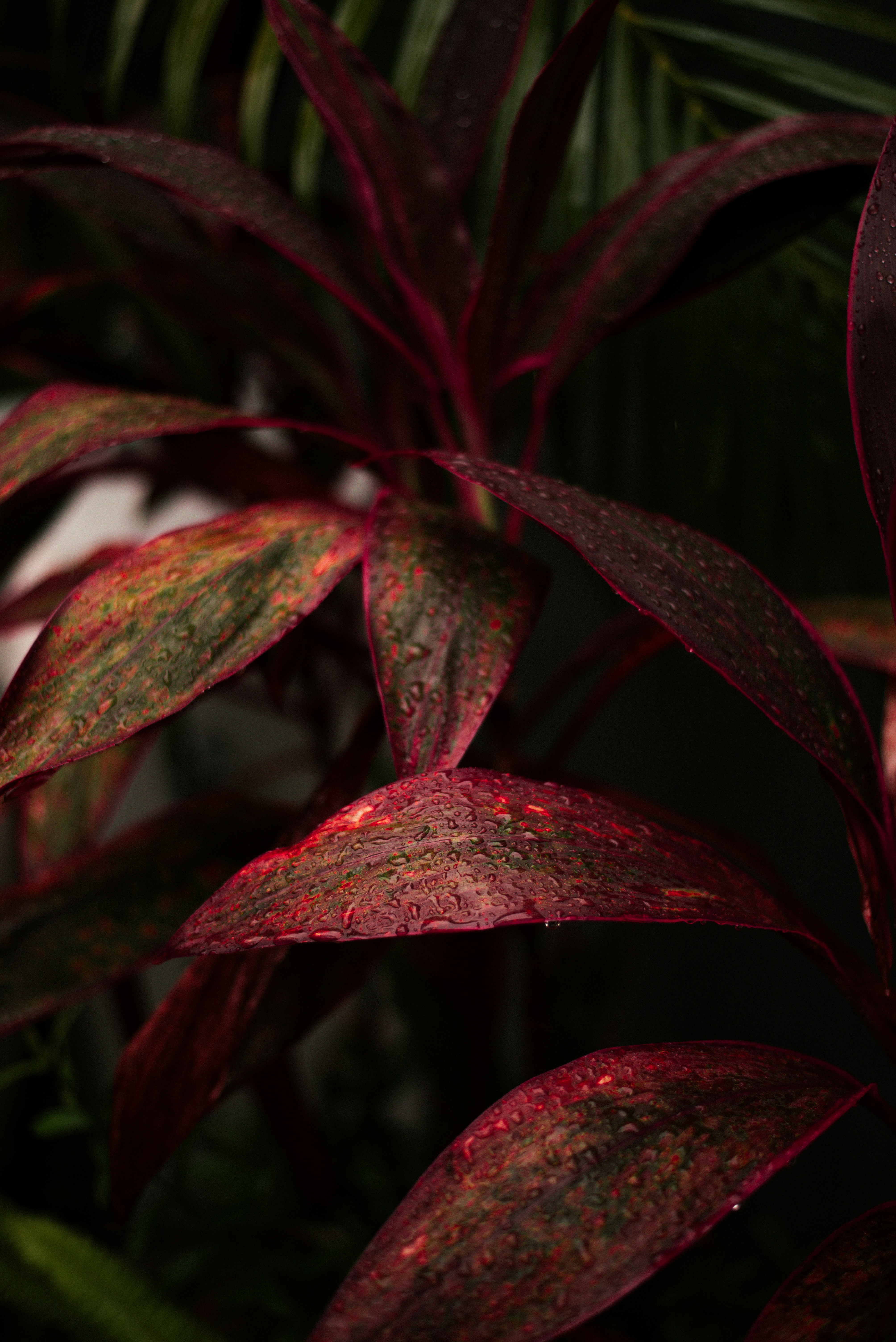 Photo by krykhitka_photo