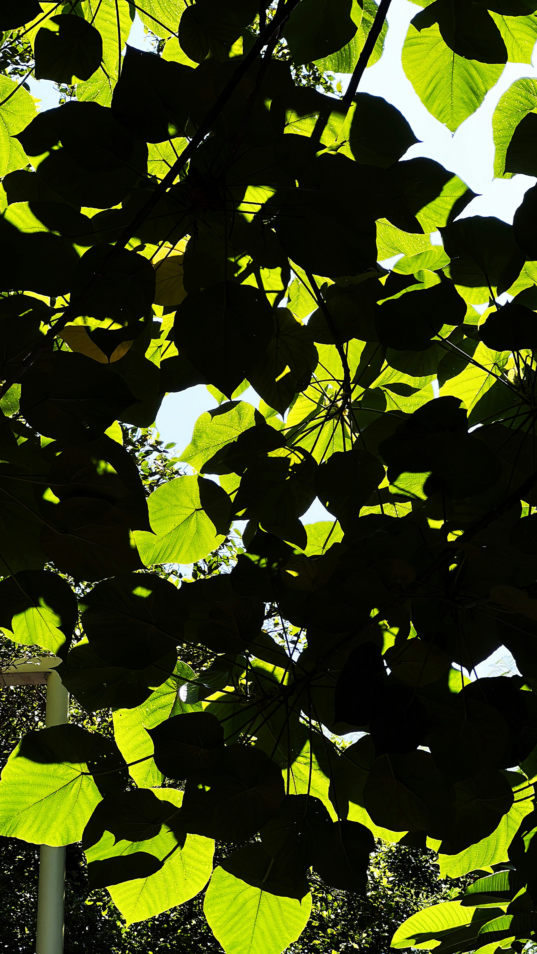 Photo by dickenslin76