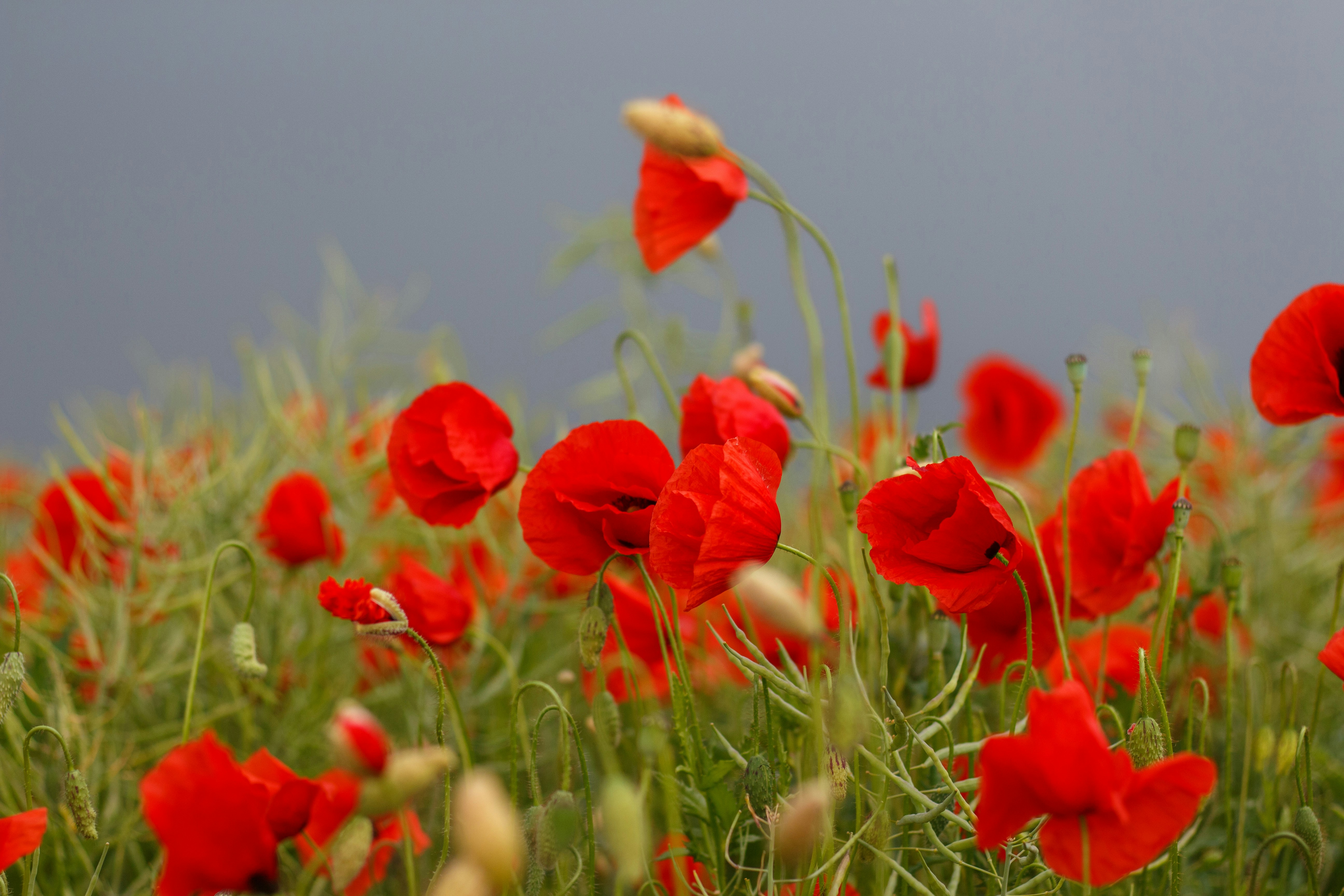 Photo by viktorsmoliak