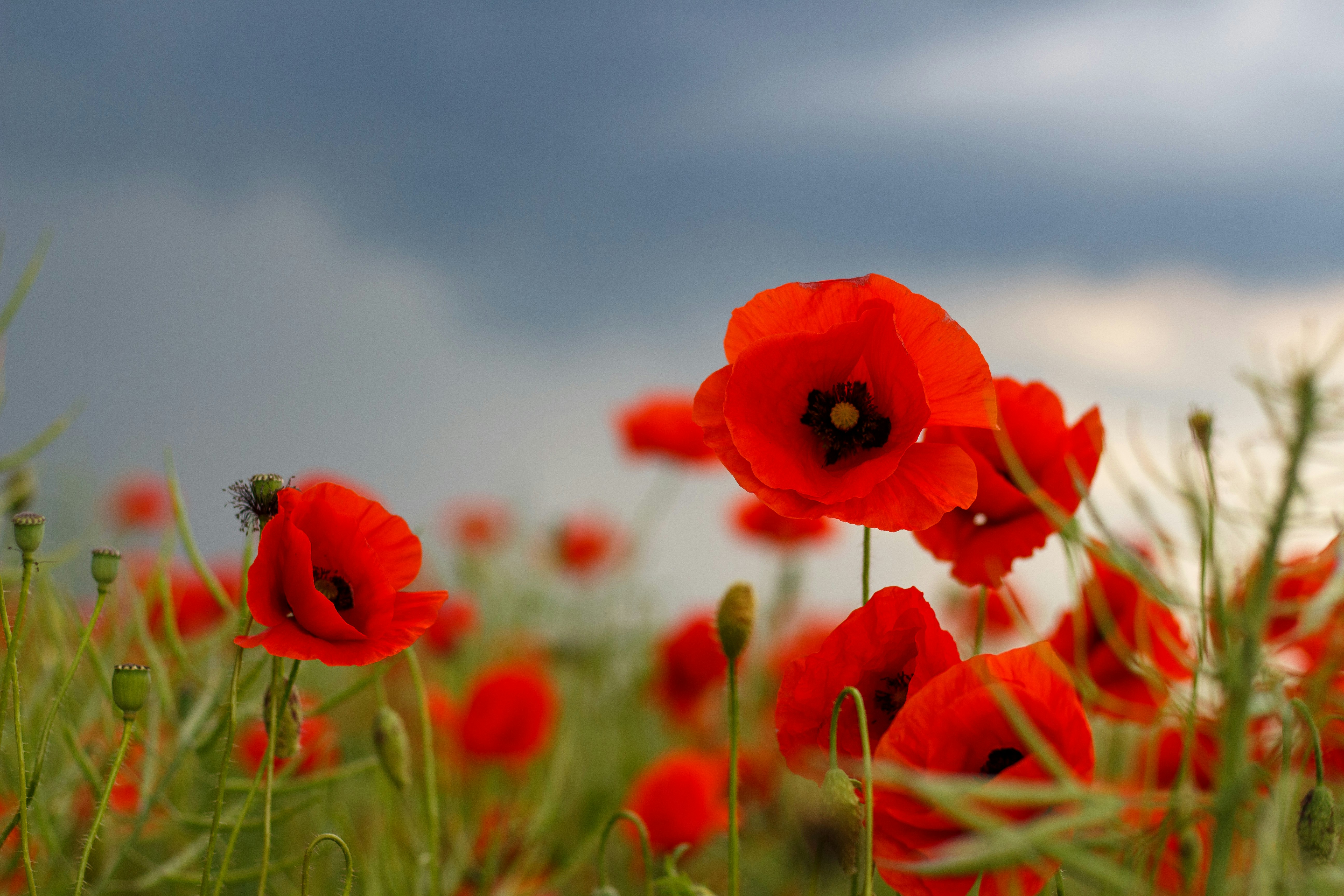 Photo by viktorsmoliak