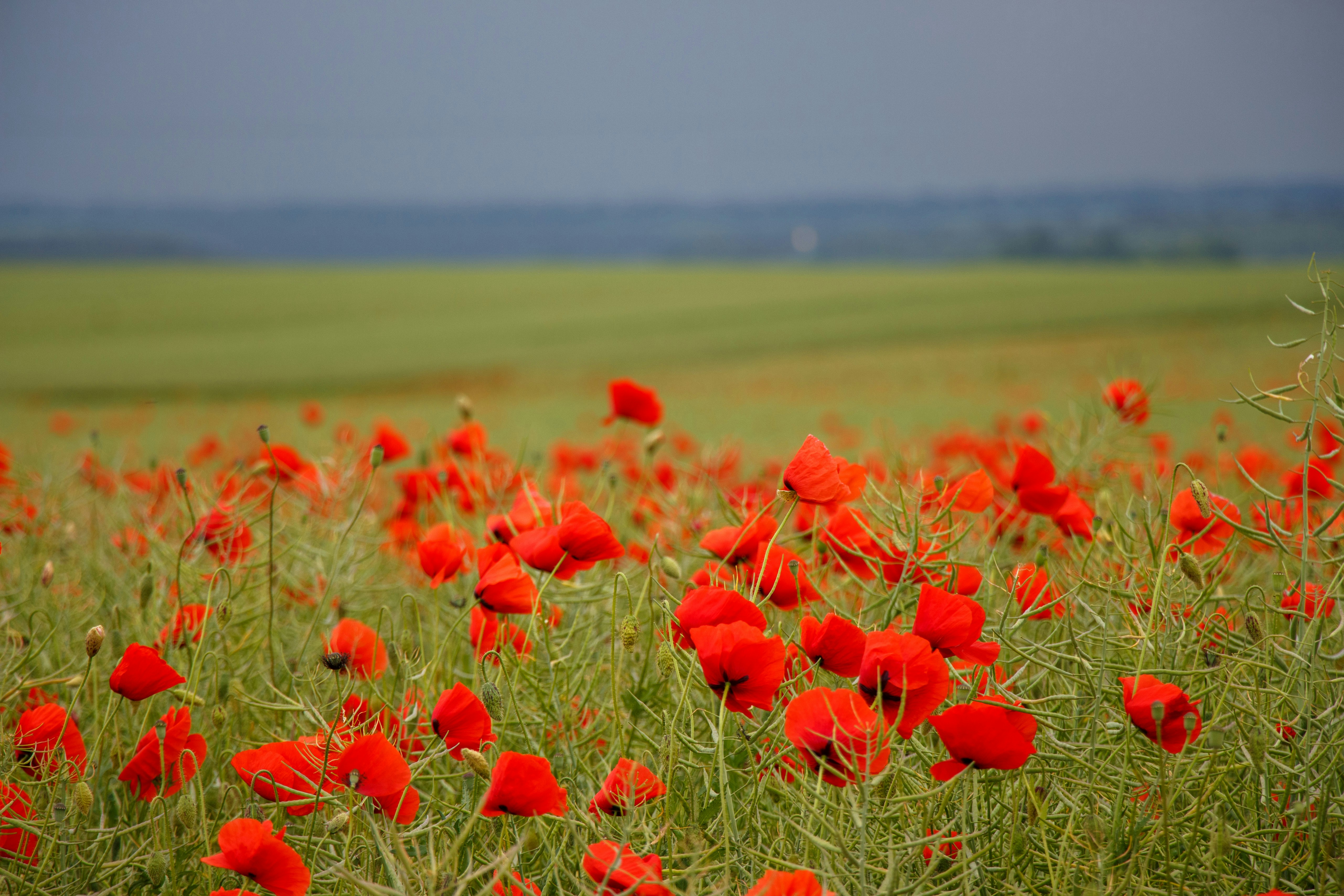 A field full of red flowers on a cloudy day photo – Free Field Image on ...