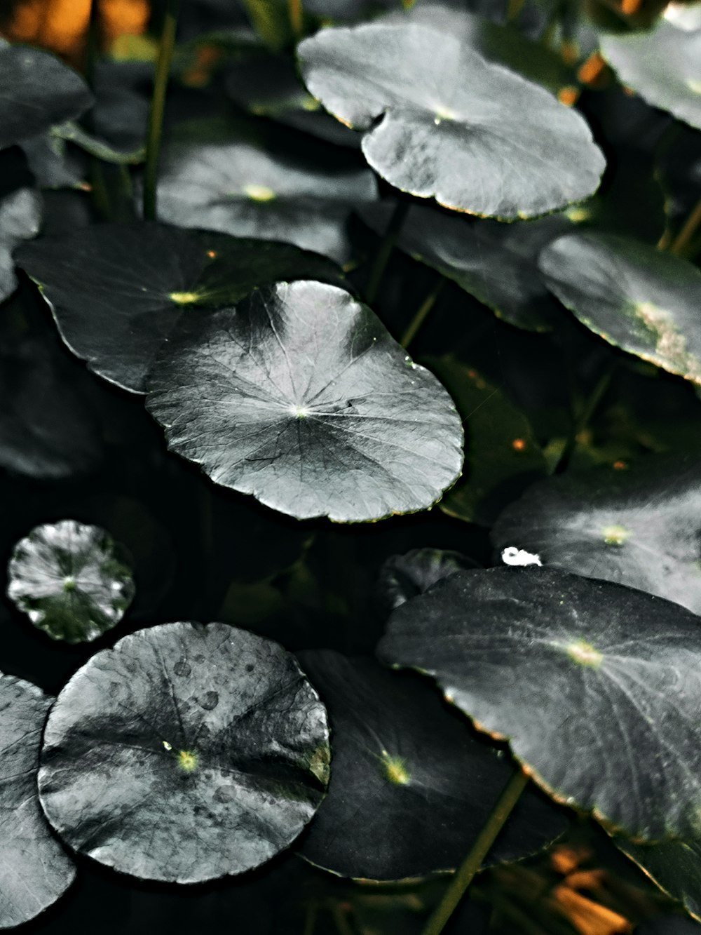 a close up of a plant with lots of leaves