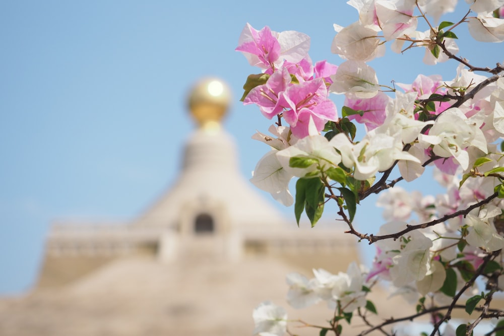 建物の前に白とピンクの花が咲く木