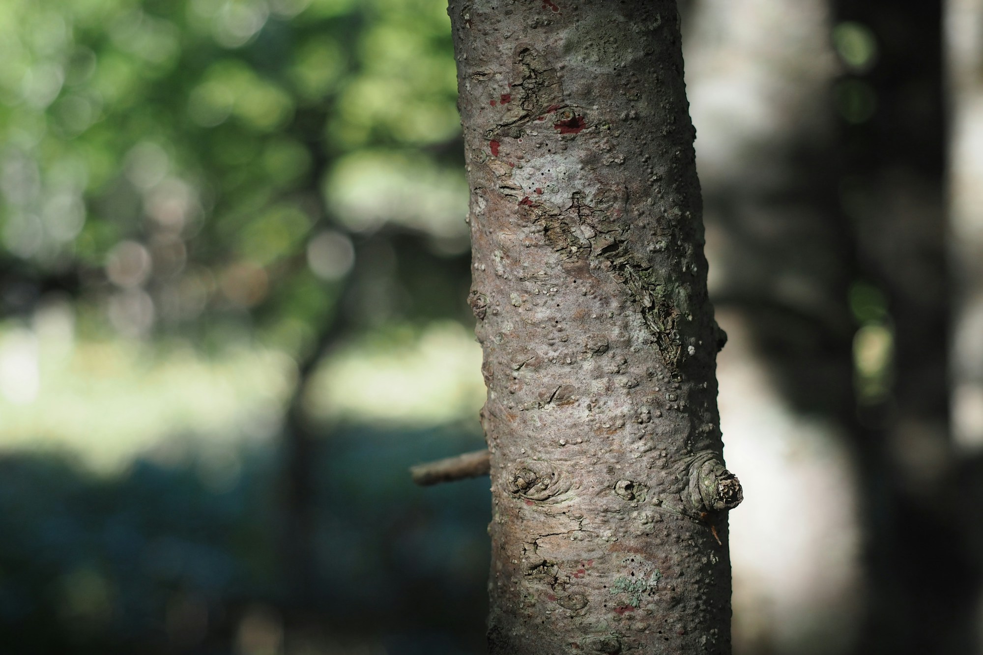 Discover Shiretoko: Exploring Local Culture and Traditions