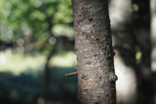 Discover Shiretoko: Exploring Local Culture and Traditions