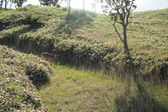 A deer stands amidst lush, green vegetation with tall grasses and shrubs. Sunlight filters through trees, casting long shadows across the grass. The landscape gently slopes upwards, with scattered trees providing a natural setting.