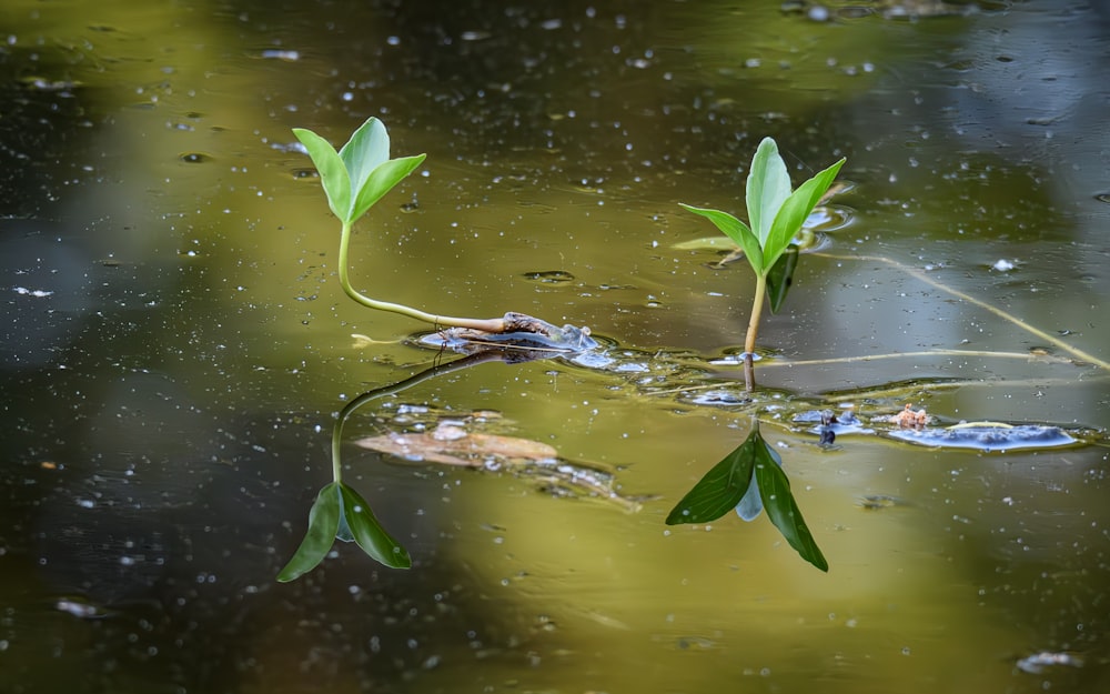 a couple of plants that are in some water