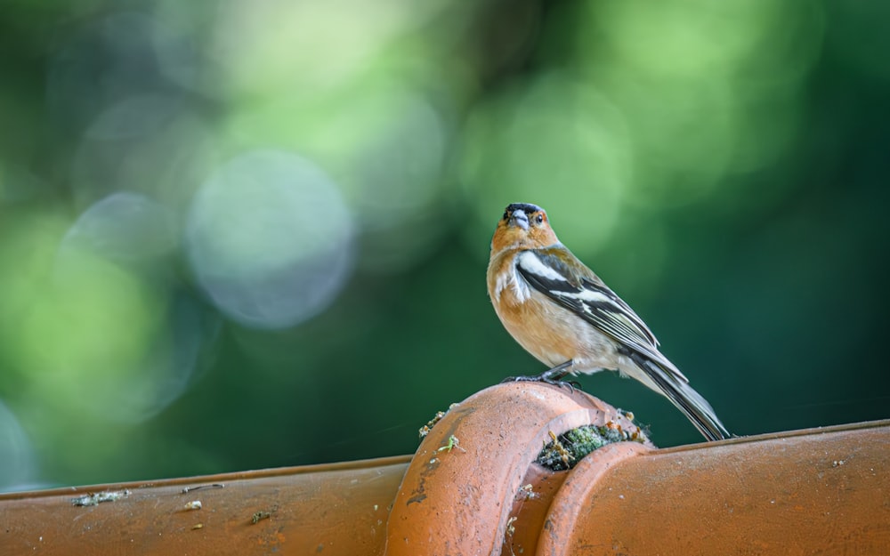 a small bird perched on top of a rusted metal rail