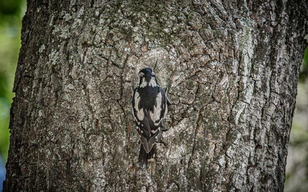 a black and white bird is perched on a tree