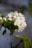 White blossoms with delicate petals and subtle pink stamens are clustered together. The flowers are surrounded by vibrant green leaves, and the background is softly blurred, highlighting the blooms.