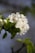 White blossoms with delicate petals and subtle pink stamens are clustered together. The flowers are surrounded by vibrant green leaves, and the background is softly blurred, highlighting the blooms.
