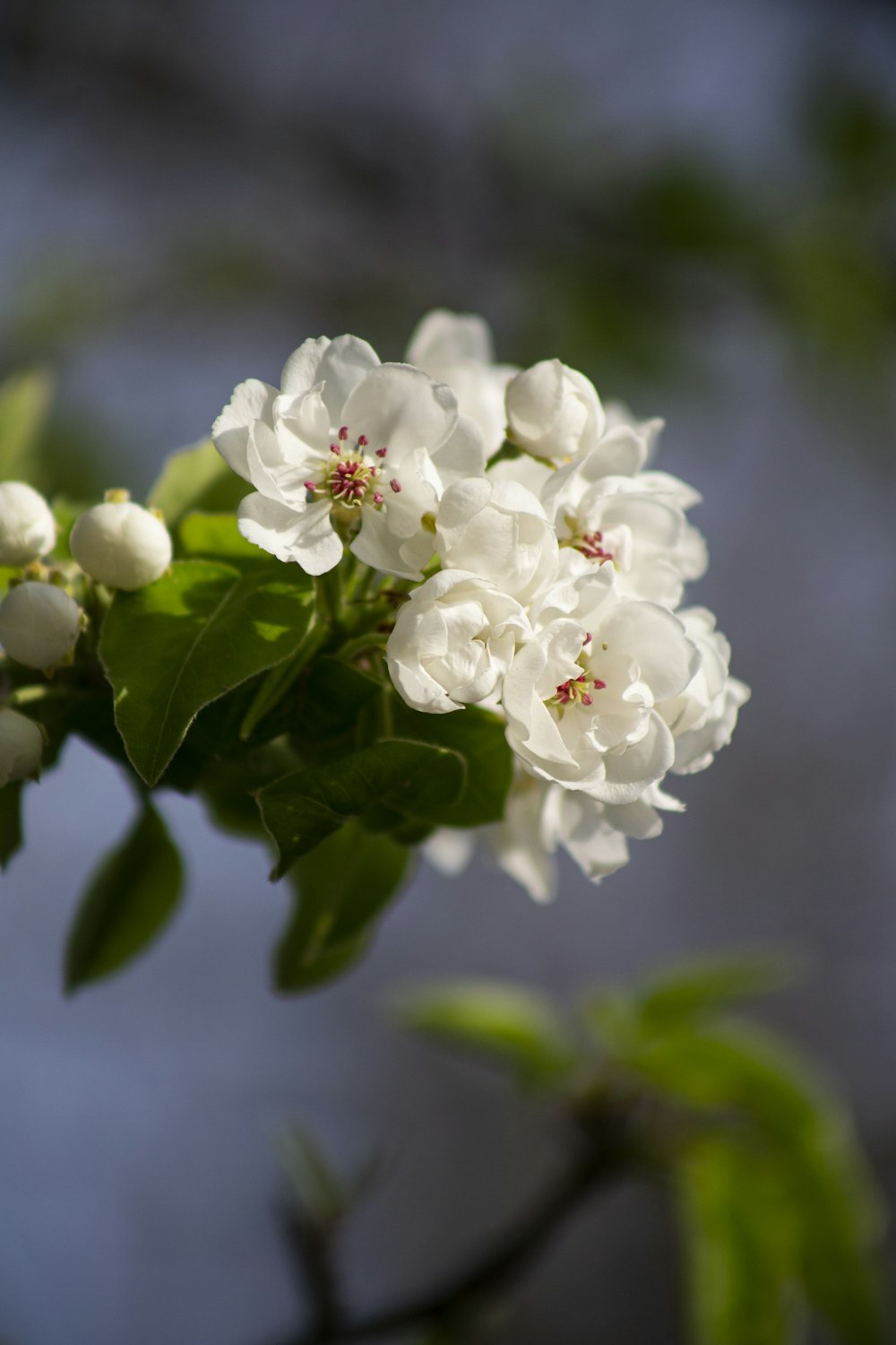 a close up of a white flower on a tree