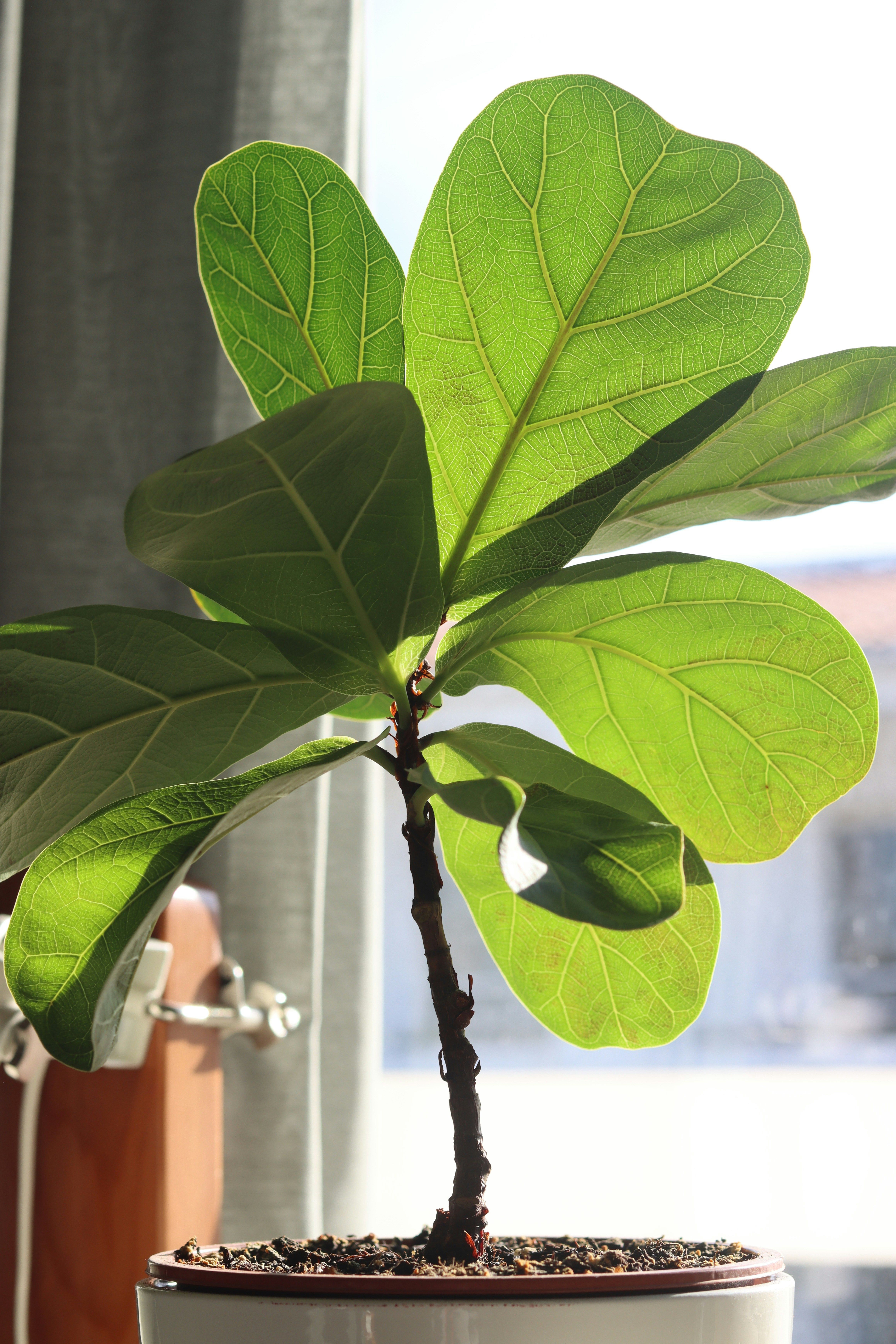 Lush Green Fiddle Leaf