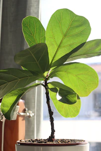 A vibrant fiddle leaf fig plant basking in soft indoor light near a window.