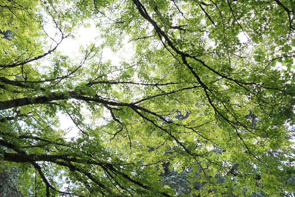 looking up at the canopy of a tree