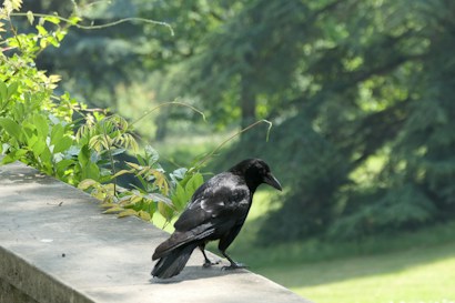 A black crow perches on a stone ledge surrounded by lush green foliage. The background features blurred greenery, suggesting a forest or garden setting.