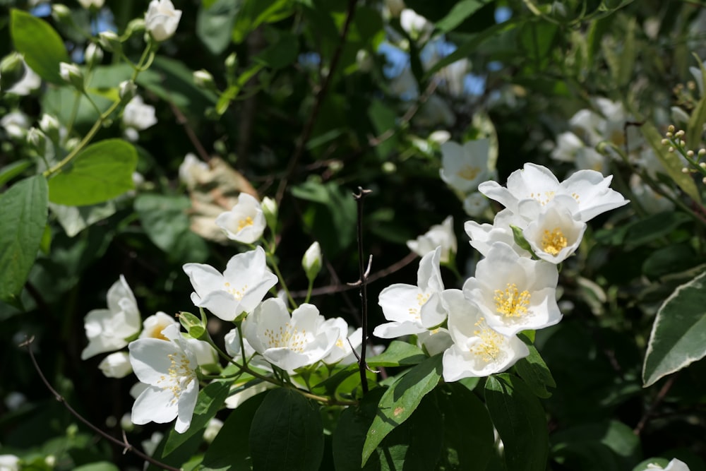 a bunch of white flowers that are on a tree