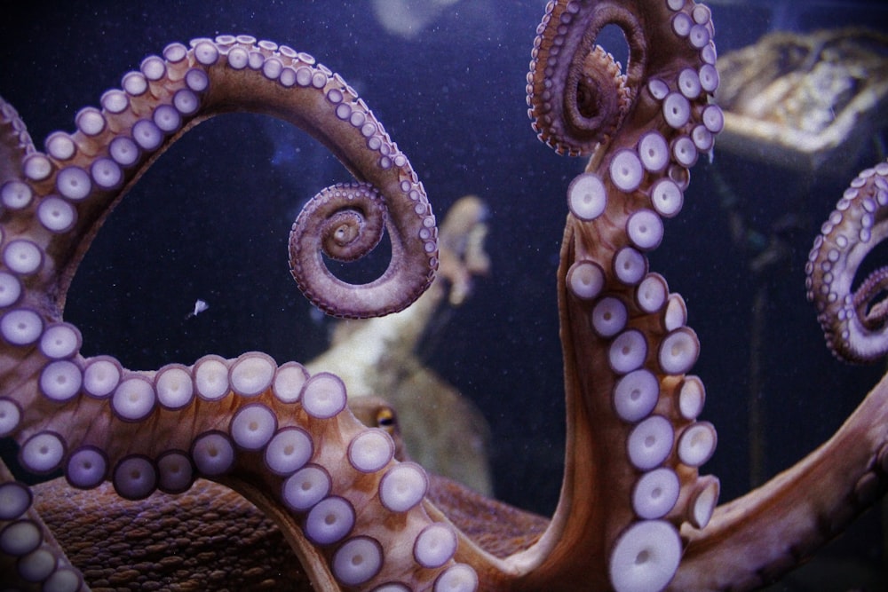 an octopus in an aquarium with other animals in the background