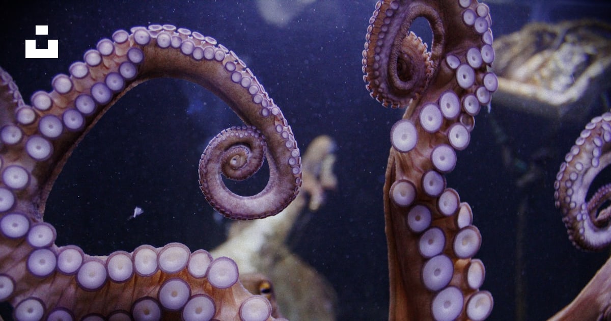 An octopus in an aquarium with other animals in the background