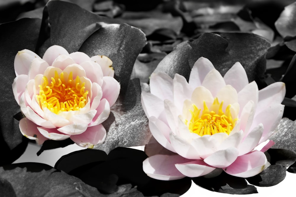 two water lilies in a pond of water