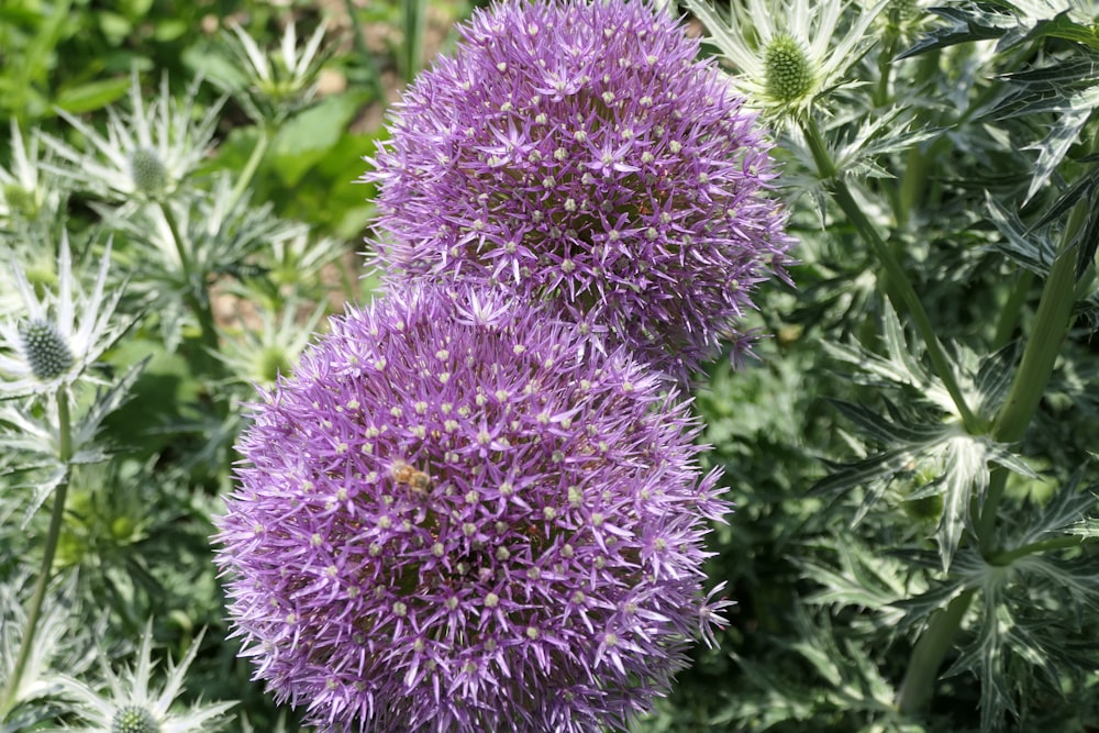 a close up of two purple flowers in a field