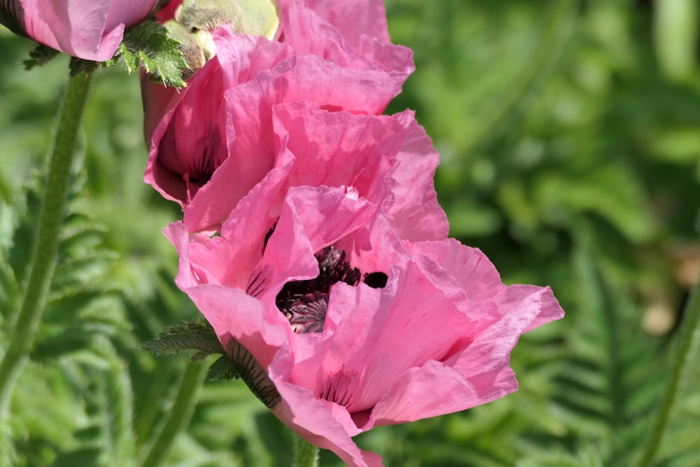 a close up of a pink flower in a field