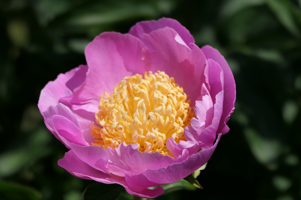 a pink flower with yellow stamen in the center