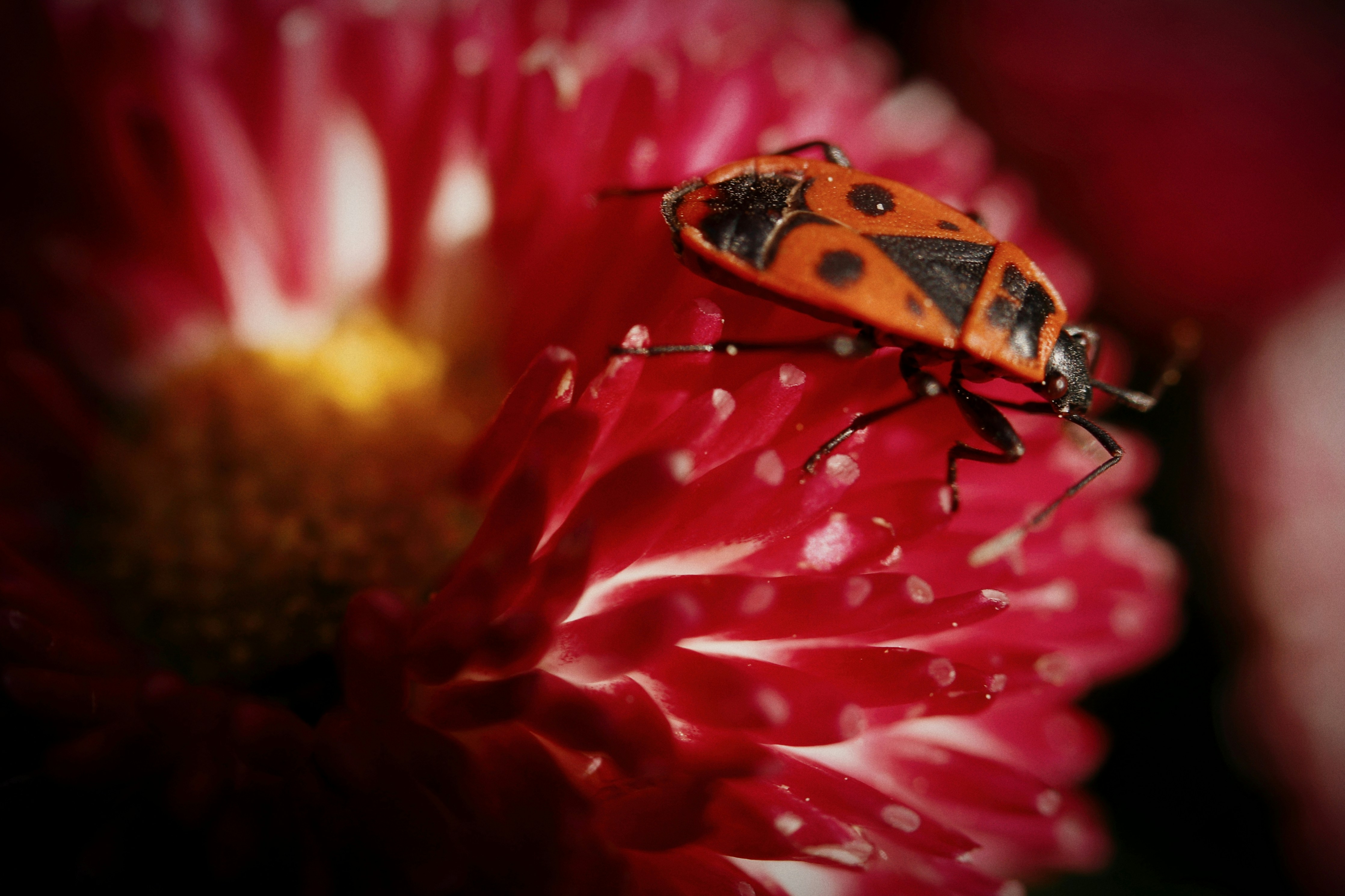 Un primo piano di un insetto su un fiore