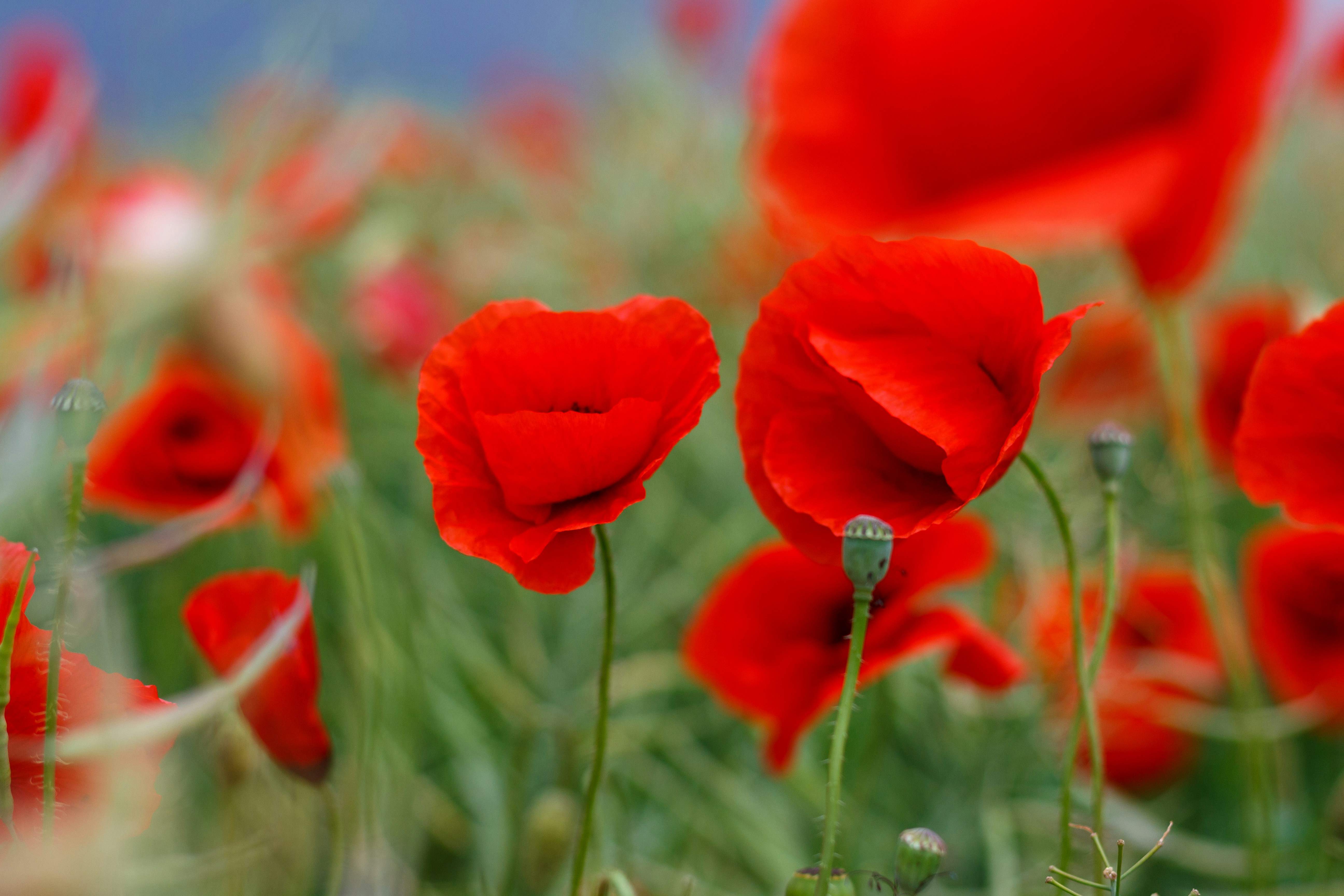 Photo by viktorsmoliak