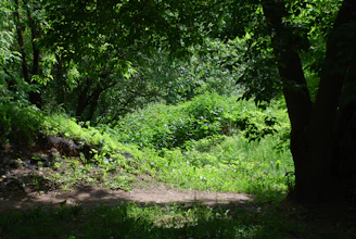 A sunlit forest clearing with rows of thriving vegetable plants blending into the natural woodland.