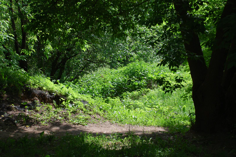 A sunlit forest clearing with rows of thriving vegetable plants blending into the natural woodland.