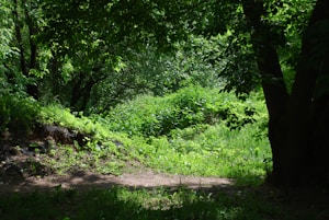 Sunlit Forest
