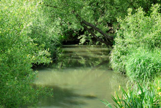 A peaceful stream winding through the five-acre property surrounded by lush greenery.
