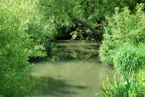 A peaceful local stream bordered by lush greenery, symbolizing the Friedgraben area.
