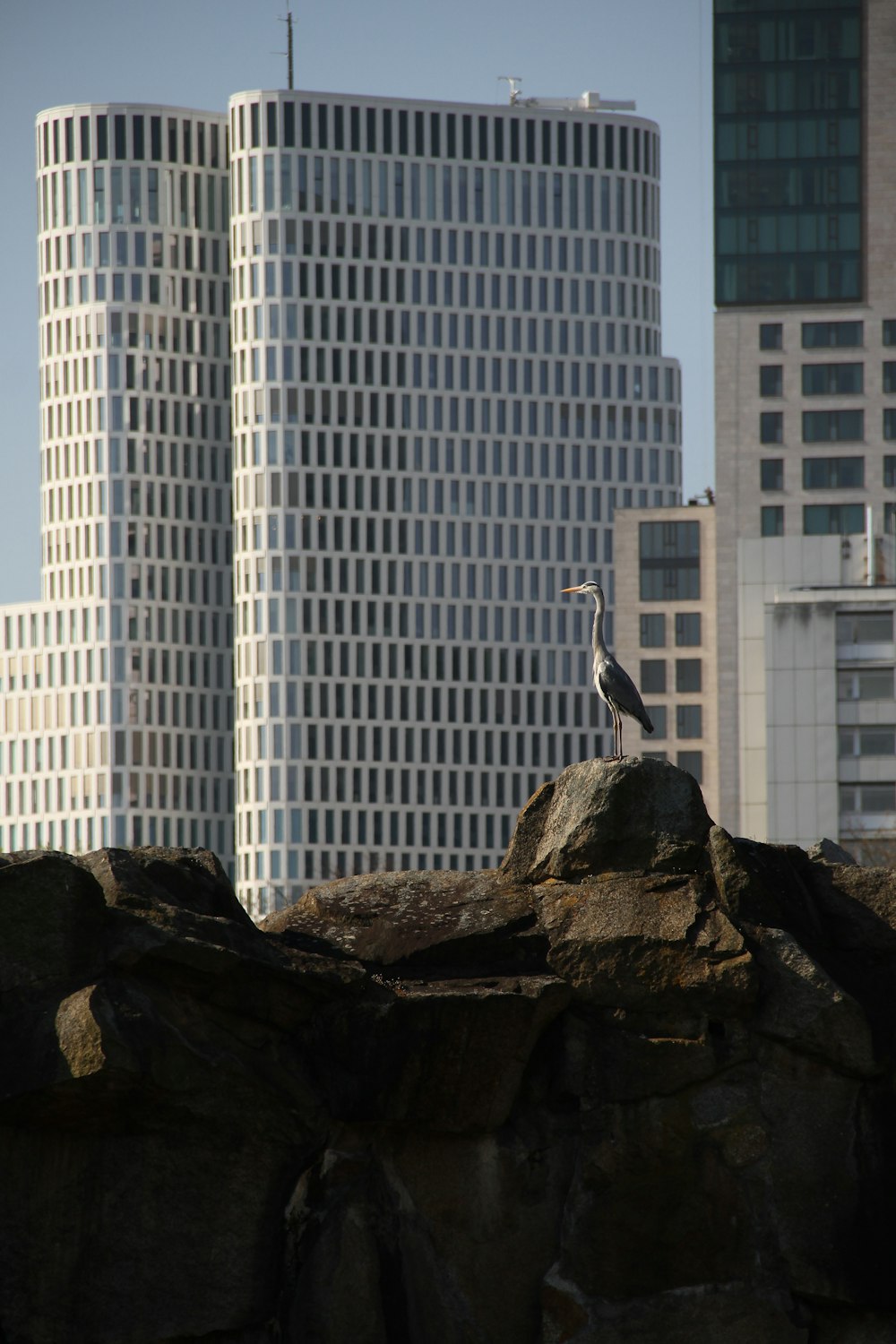 a bird standing on top of a large rock