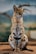 A serval cat with spotted fur sits elegantly on a wooden surface. The animal's large ears are forward-facing, and its eyes are closed. The background appears to be a blurred natural environment, suggesting a habitat or zoo setting.