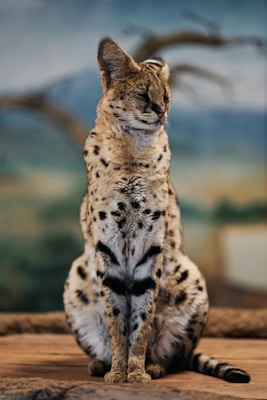 A serval cat with spotted fur sits elegantly on a wooden surface. The animal's large ears are forward-facing, and its eyes are closed. The background appears to be a blurred natural environment, suggesting a habitat or zoo setting.