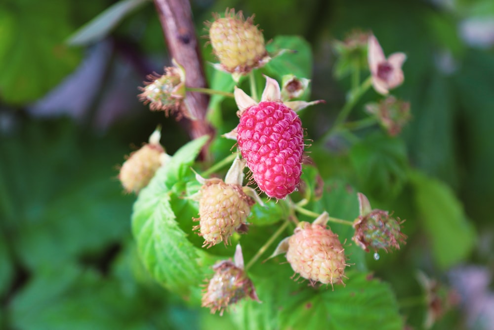 a close up of a berry on a plant
