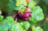 Close-up of fresh antioxidant-rich berries glistening in mountain sunlight.