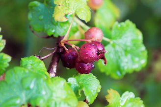 Close-up of fresh, ripe fruits glistening with morning dew.