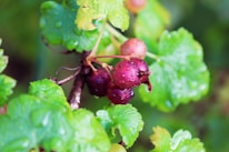 Close-up of ripe strawberries and raspberries glistening with morning dew.