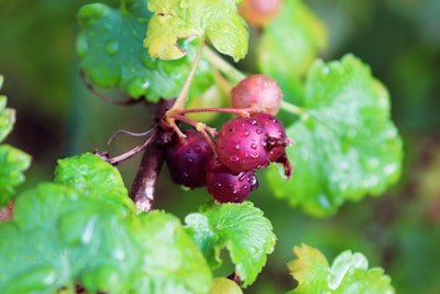 Close-up of ripe strawberries and raspberries glistening with morning dew.