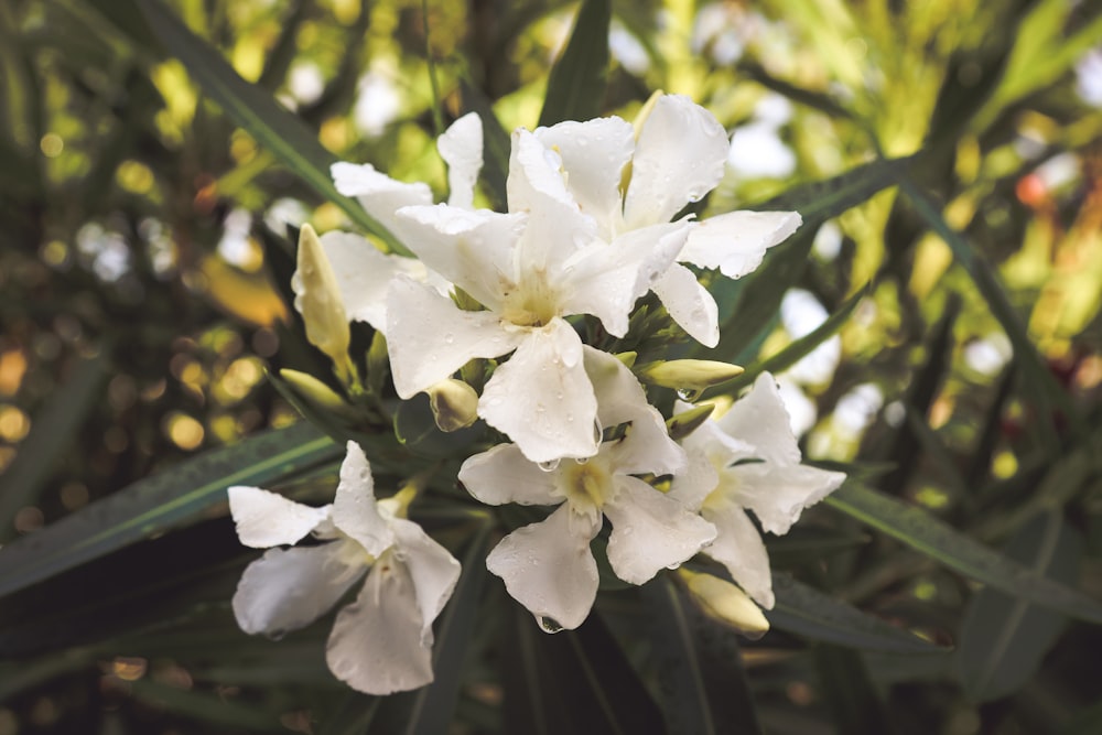 um close up de uma flor branca com folhas verdes