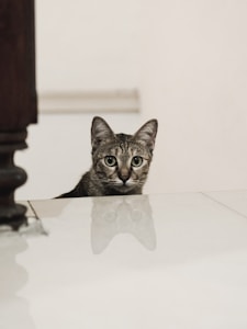Curious Cat