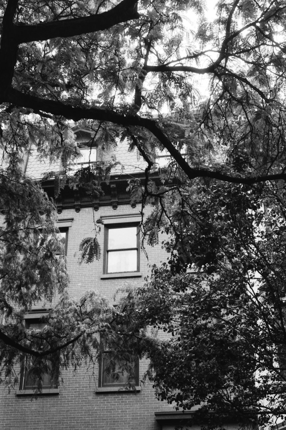 a black and white photo of a tree and a building